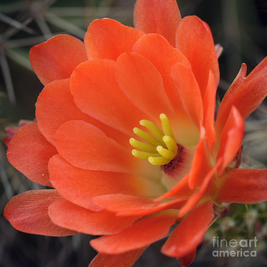 Hedgehog Cactus Flower Photograph by Tamara Becker
