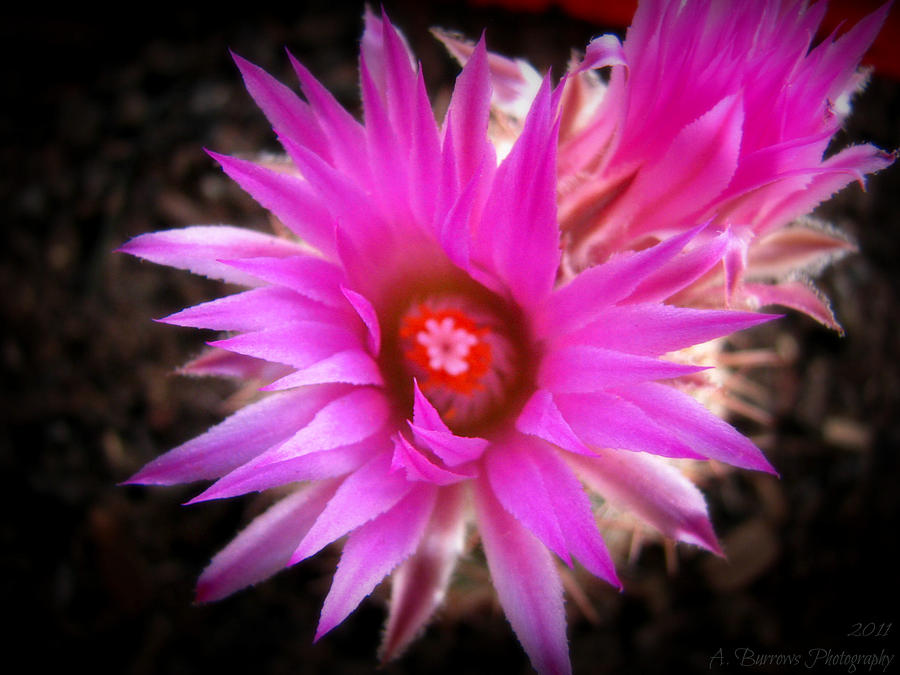 Hedgehog Cactus Flowers Photograph by Aaron Burrows