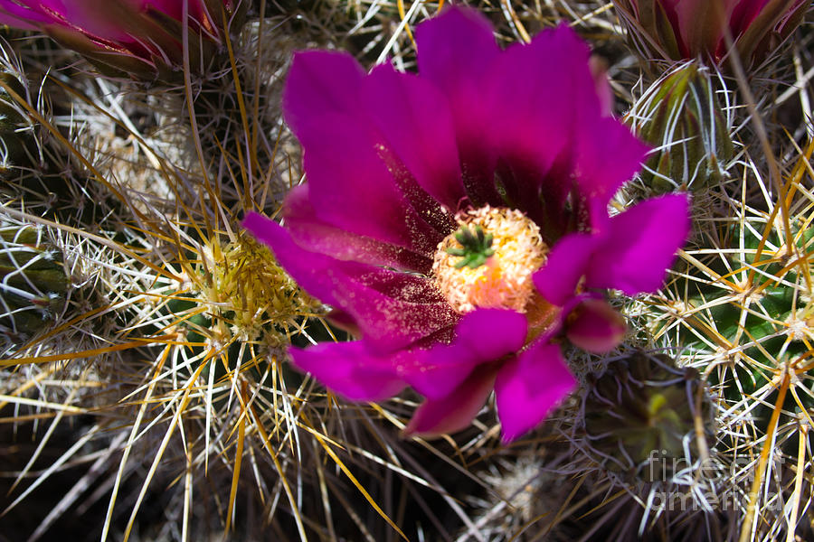 Flowers Still Life Photograph - Hedgehog Cactus in Bloom by Beverly Guilliams