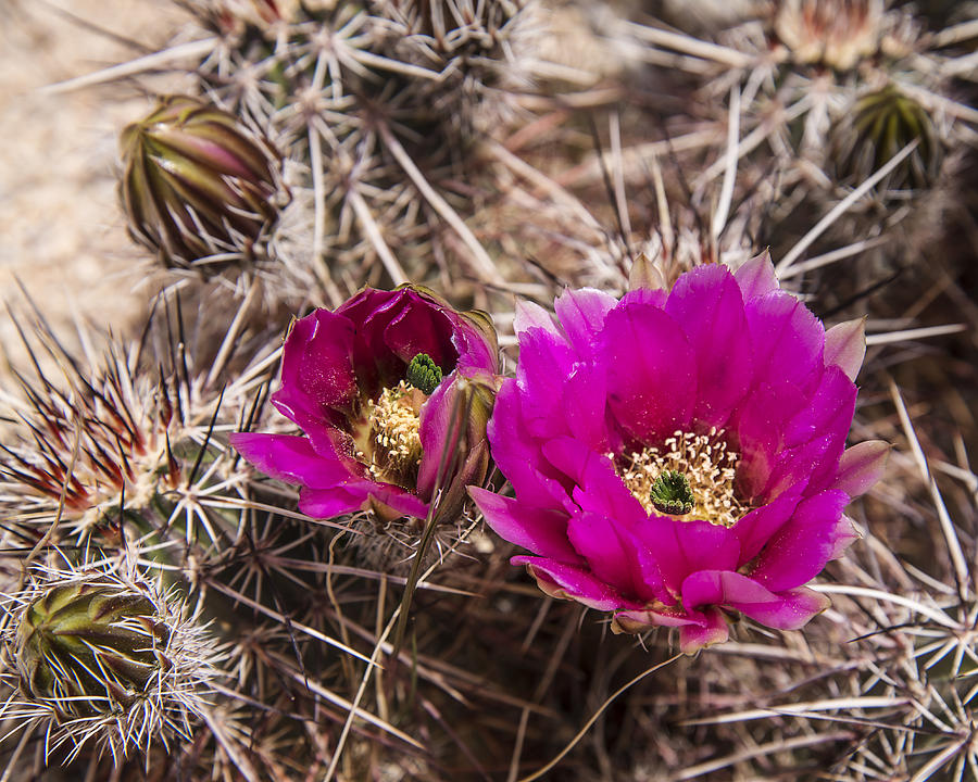 Hedgehog Cactus Photograph by Lee Kirchhevel