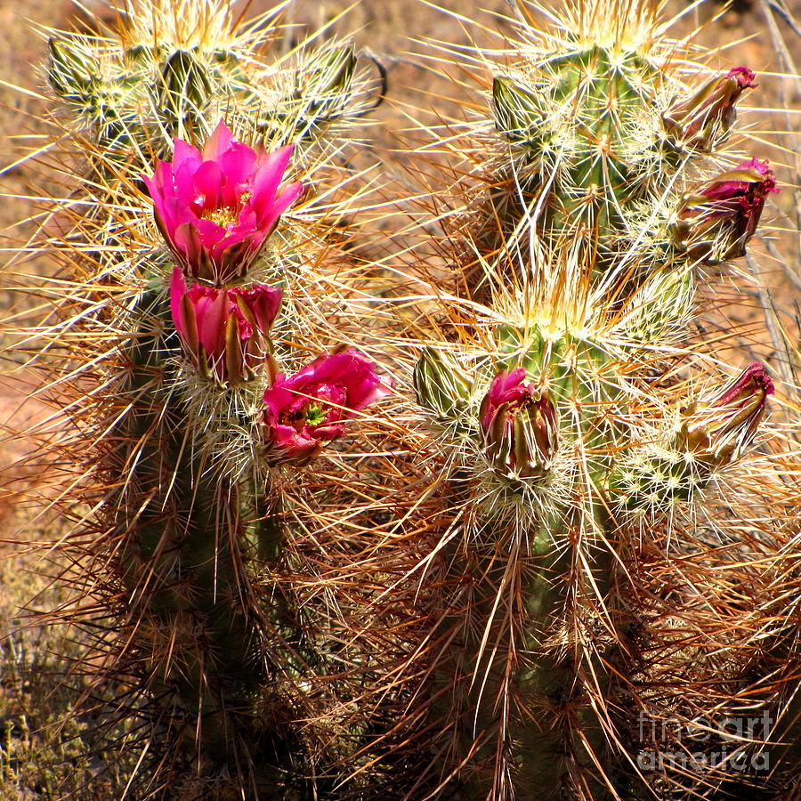 Desert Photograph - Hedgehog Cactus by Marilyn Smith