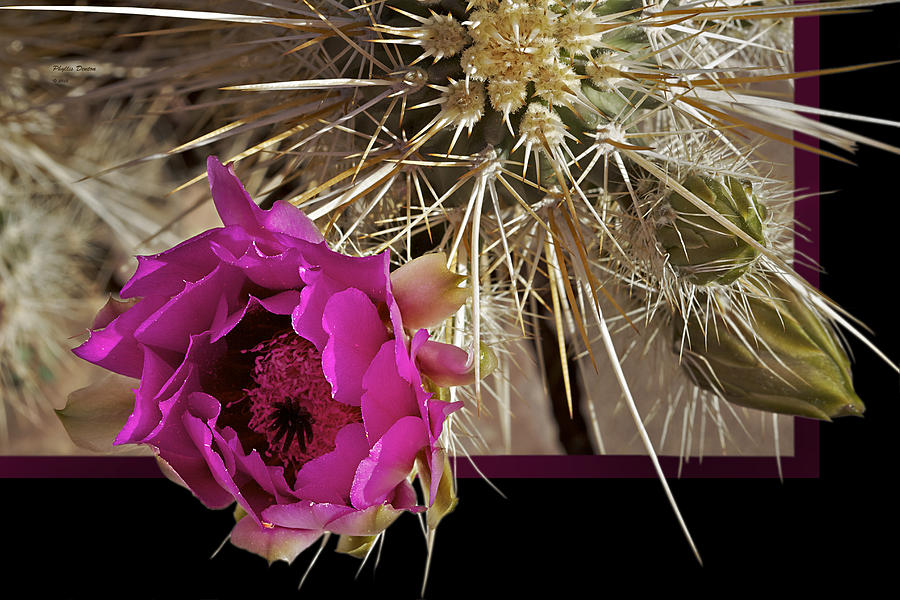 Hedgehog Flower In Frame Photograph by Phyllis Denton
