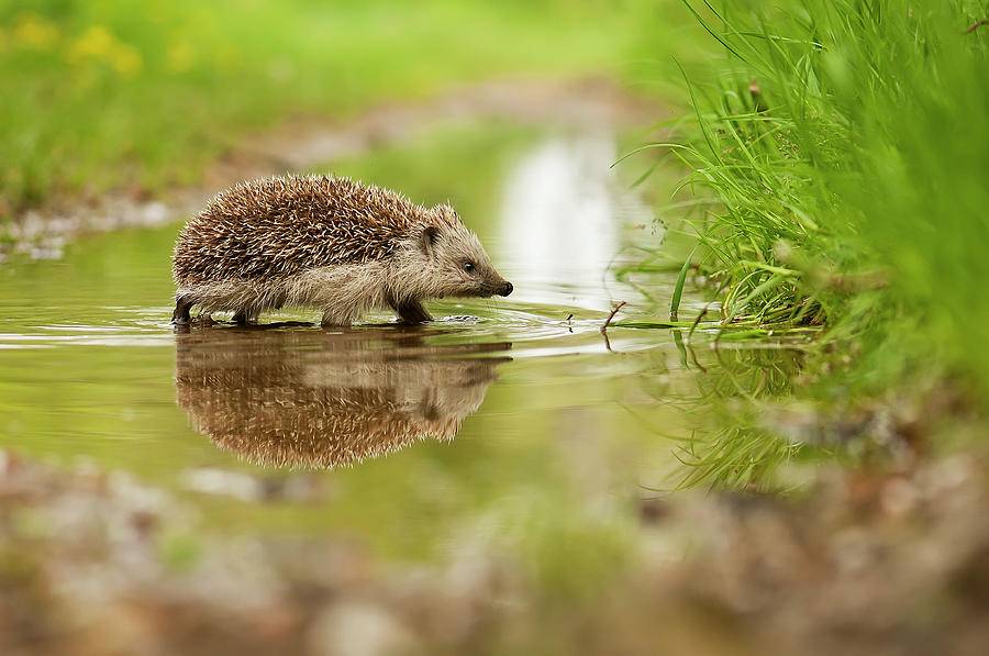 Hedgehog Photograph by Michal Candrak