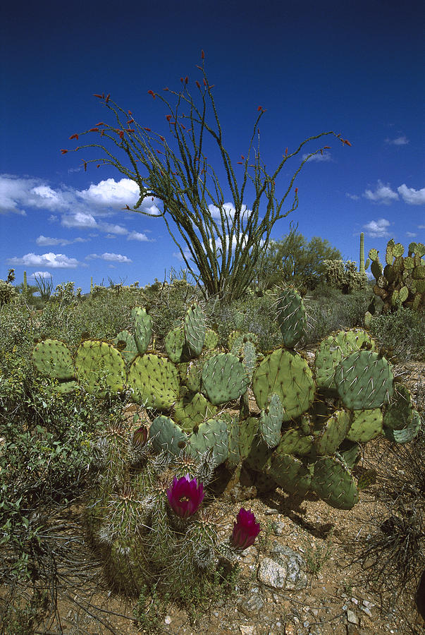 Hedgehog Prickly Pear And Giant Saguaro Photograph by Tom Vezo