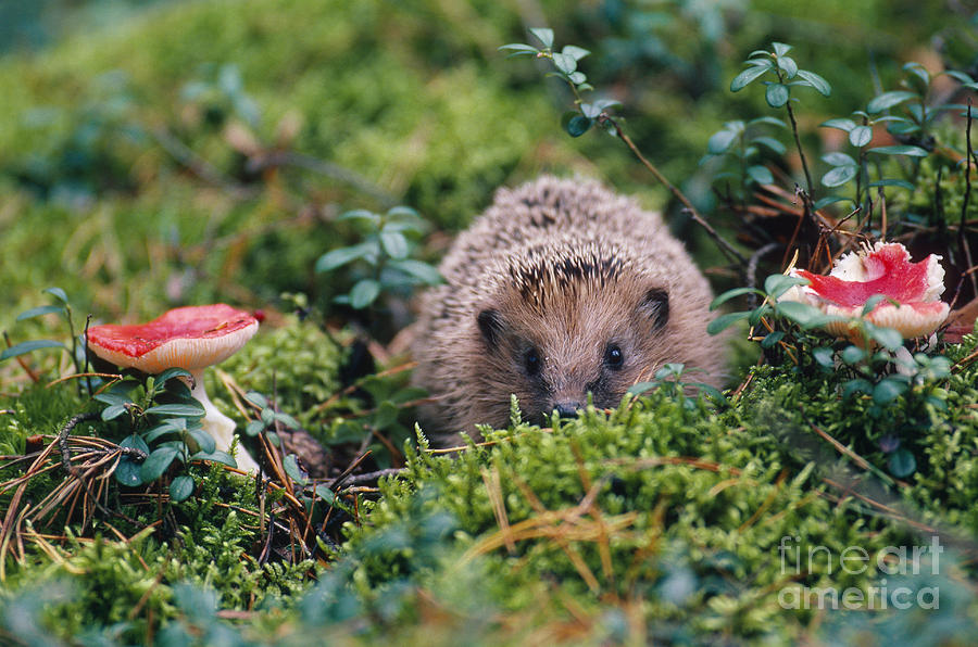 Mammal Photograph - Hedgehog, Russia by Art Wolfe