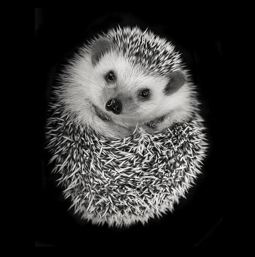 Wildlife Photograph - Hedgehog by Tim Booth