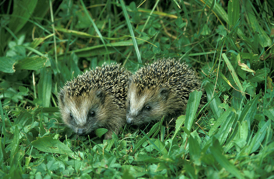 Hedgehogs Photograph by Animal Images