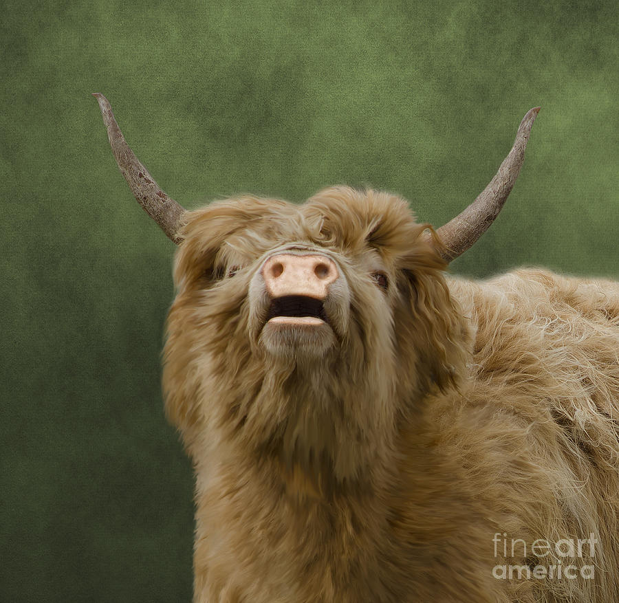Heelan Coo Photograph by Linsey Williams