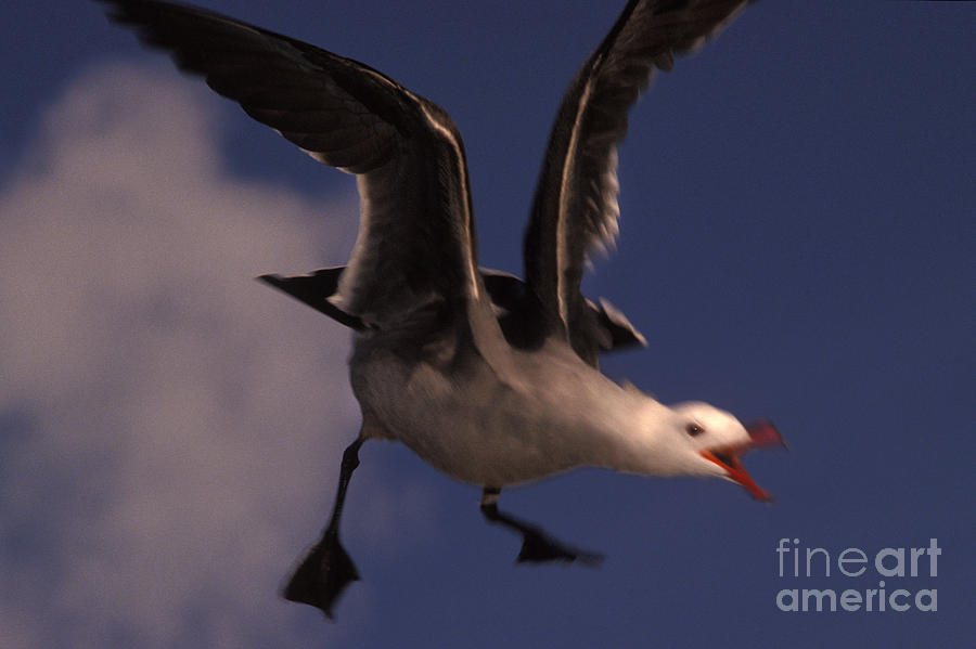 Heermanns Gull In Flight Photograph by Ron Sanford