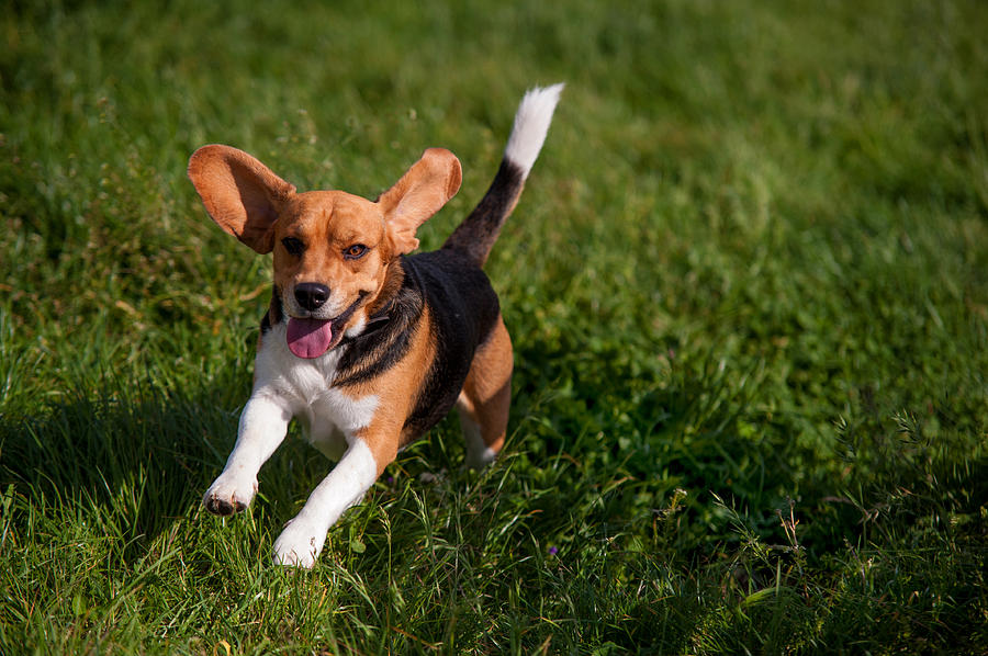 Summer Photograph - Heey-Yaah. Happy Puppy Beagle by Jenny Rainbow