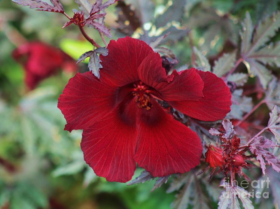 Height-Ashbury Hibiscus Photograph by Craig Wood