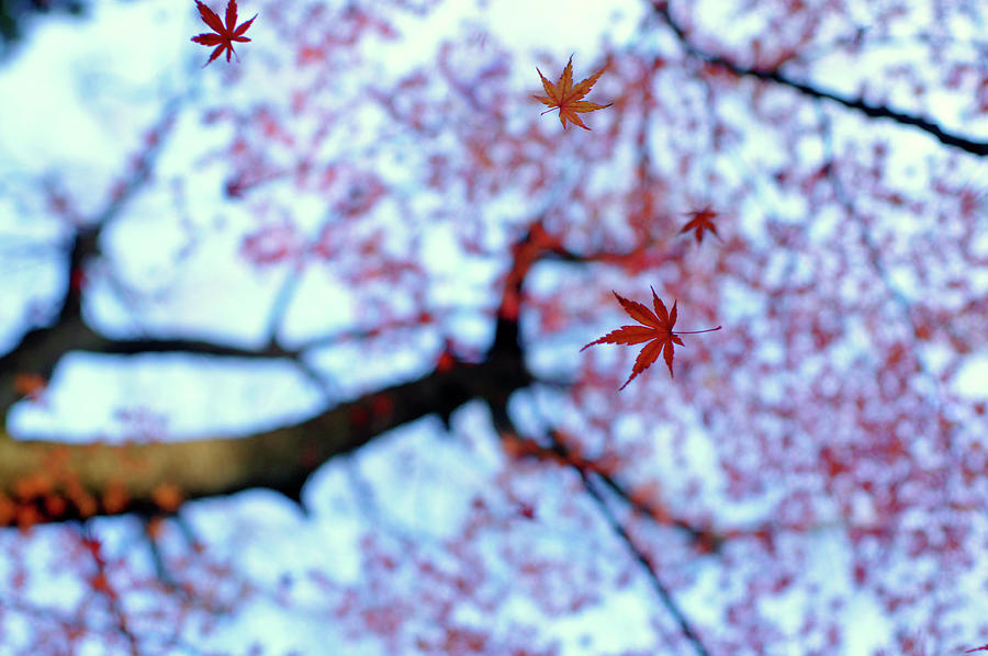 Fall Photograph - Heirinji by Kouji Tomihisa