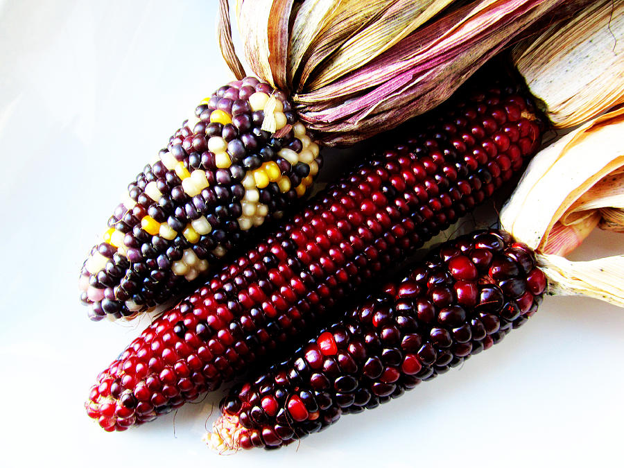 Heirloom Corn Photograph by Tina M Wenger Fine Art America
