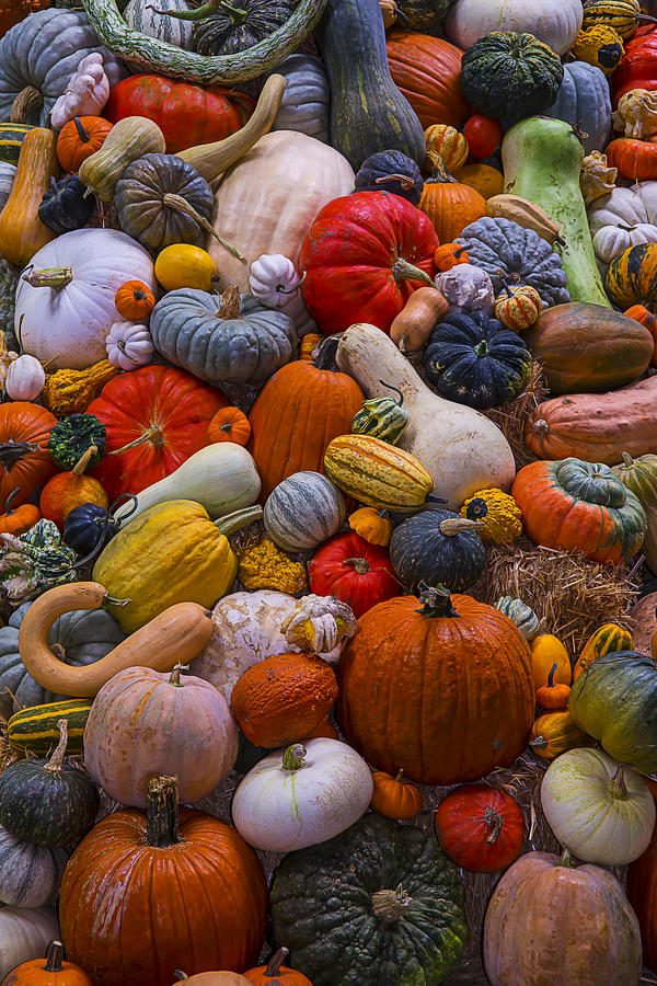 Pumpkin Photograph - Heirloom Harvest by Garry Gay