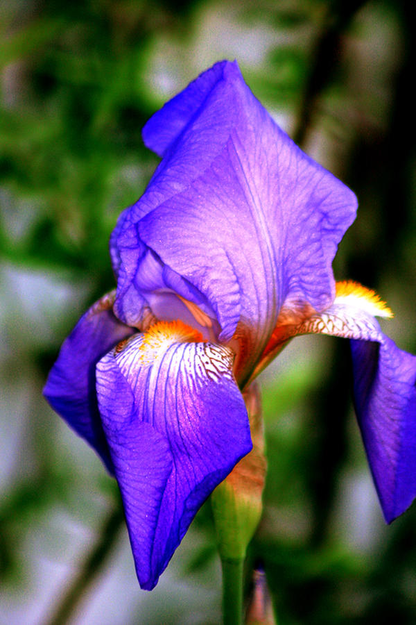 Heirloom Iris Purple Photograph by Lesa Fine