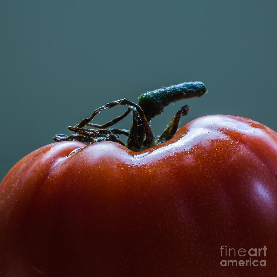 Tomato Photograph - Heirloom Tomato Square Format by Edward Fielding