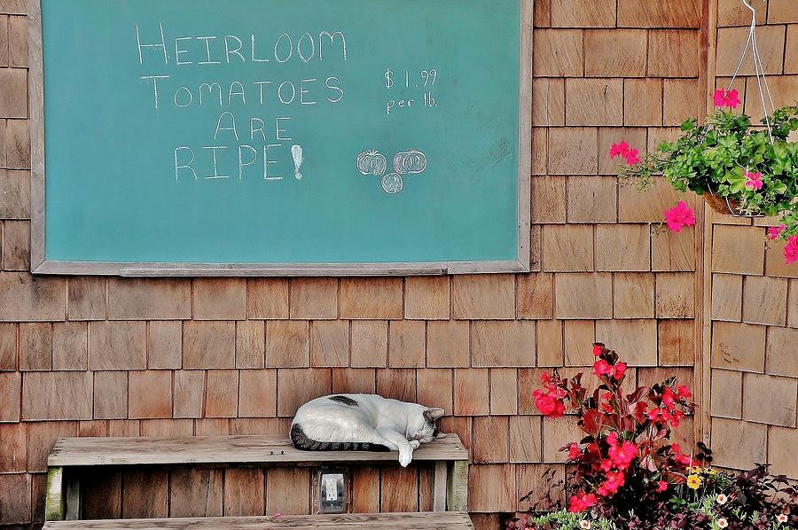 Cat Photograph - Heirloom Tomatoes Are Ripe - The Cat by Kim Bemis