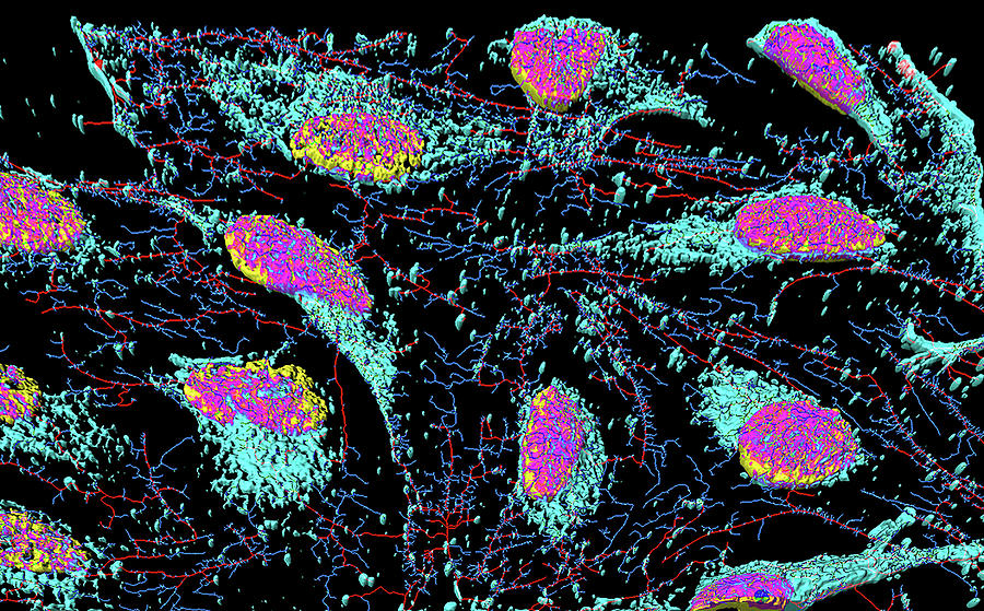 Hela Cells Photograph by Heiti Paves