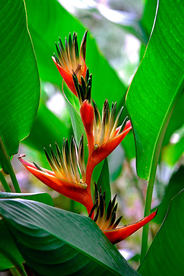 Jungle Photograph - Heleconia MTG - Colorful tropical flower - a Heliconia  by Nature  Photographer