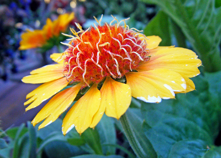 Helenium Flowers 2 Photograph by Duane McCullough