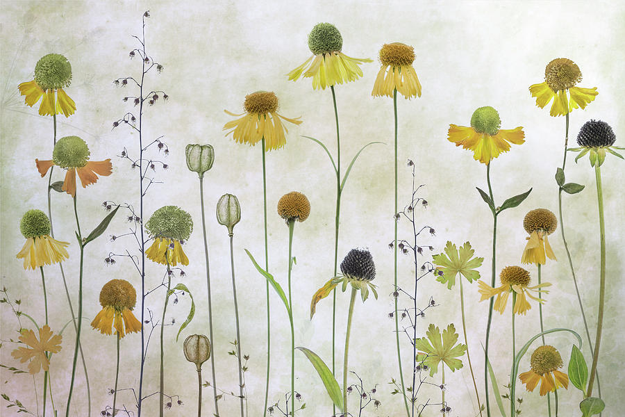 Summer Photograph - Helenium by Mandy Disher