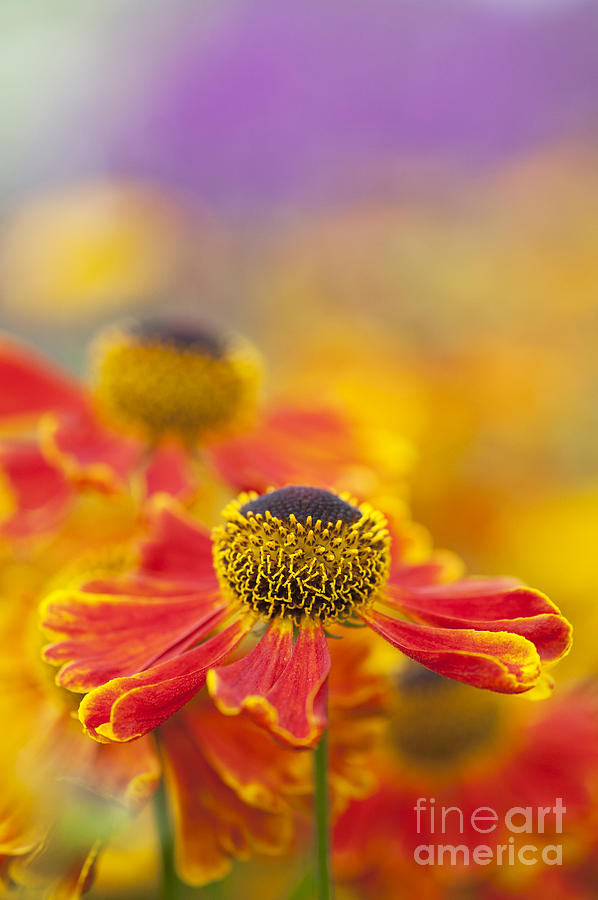 Flower Photograph - Helenium Waltraut Flowers by Tim Gainey
