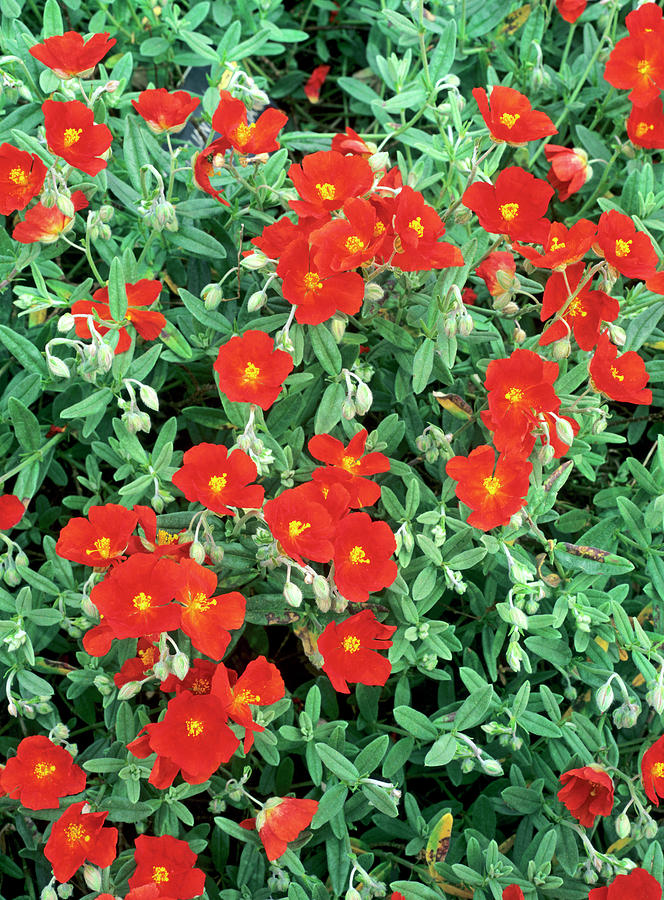 Helianthemum ‘henfield Brilliant’ Photograph by Geoff Kidd/science