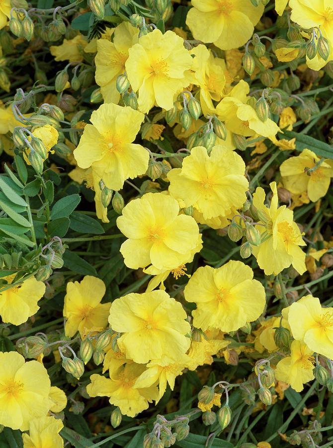 Helianthemum 'wisley Primrose' Photograph by Geoff Kidd/science Photo ...