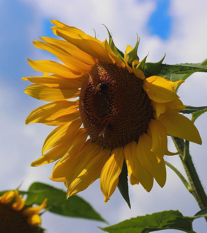 Sunflower Photograph - Helianthus 3 by Cathy Lindsey