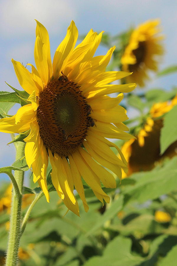 Sunflower Photograph - Helianthus 5 by Cathy Lindsey