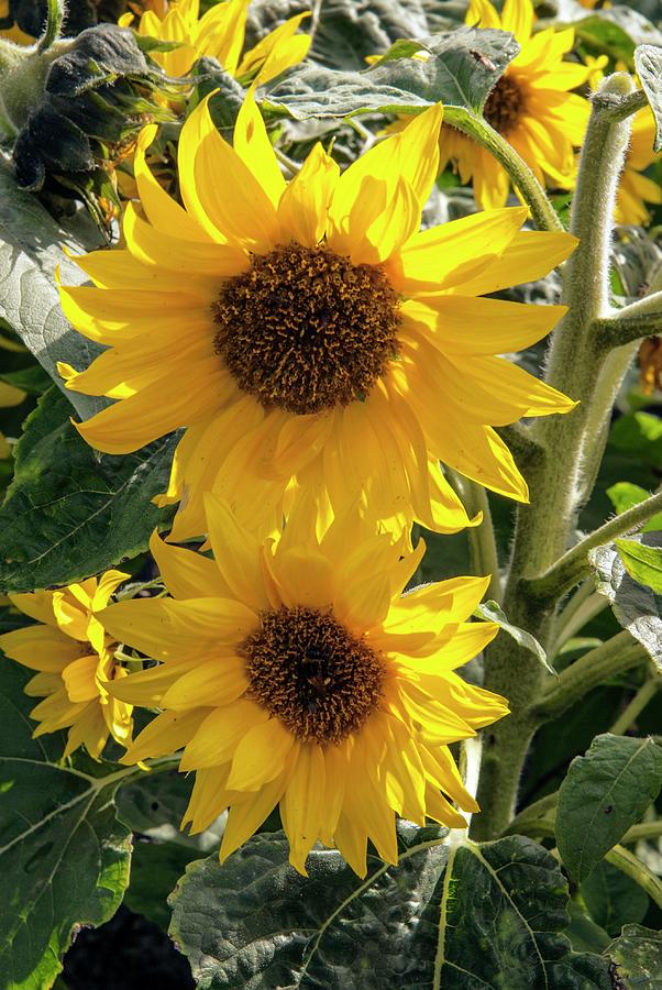 Sunflower Photograph - Helianthus Annuus dwarf Yellow Spray by Adrian Thomas/science Photo Library