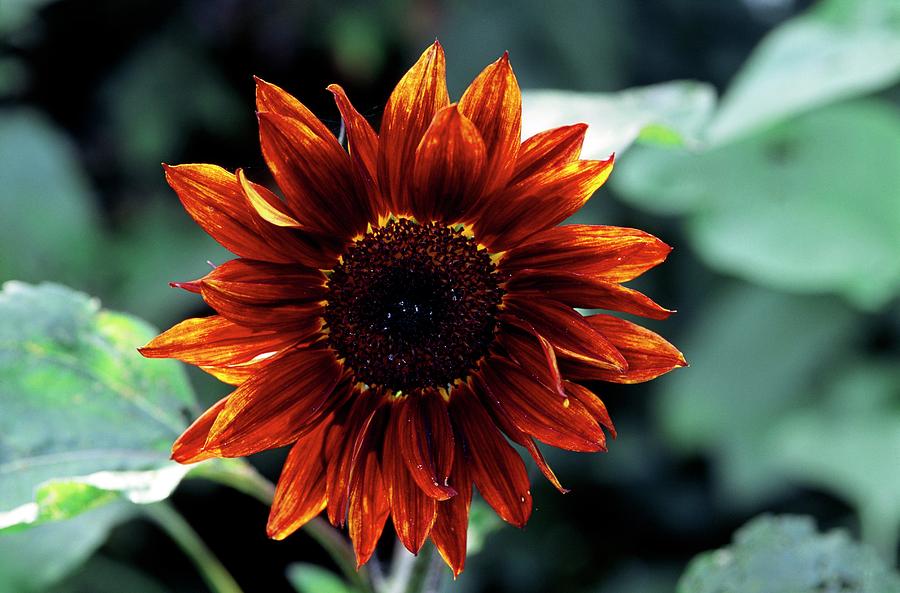 Sunflower Photograph - Helianthus Anuus Ruby Sunset. by Adrian Thomas/science Photo Library