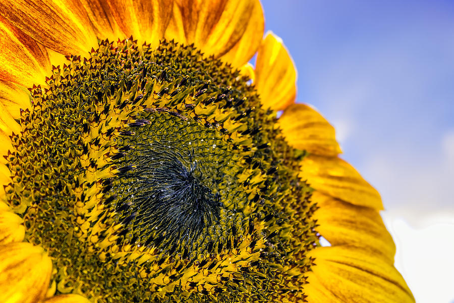 Helianthus Photograph by Rob Sellers