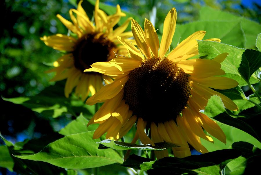 Helianthus Sisters Photograph by Eric Tressler