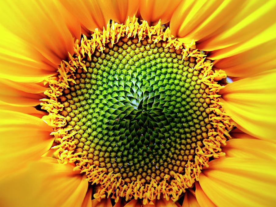 Helianthus Sunflower Photograph By Ian Gowlandscience Photo Library