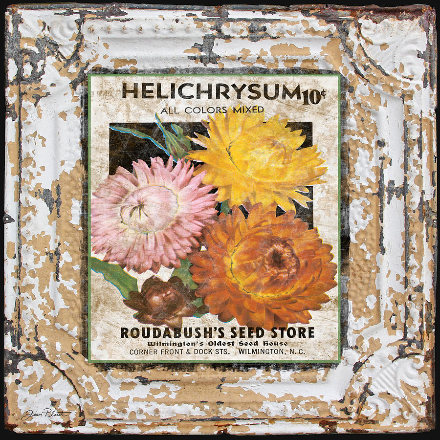 Helichrysum on Vintage Tin Digital Art by Jean Plout