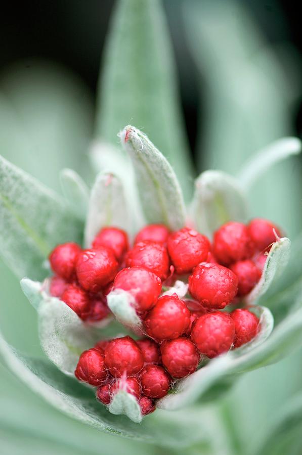 Helichrysum ruby Cluster Photograph by Sam K Tran/science Photo Library