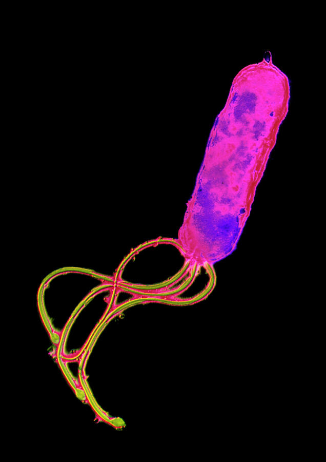Helicobacter Pylori Photograph - Helicobacter Pylori Bacterium by A.b. Dowsett/science Photo Library