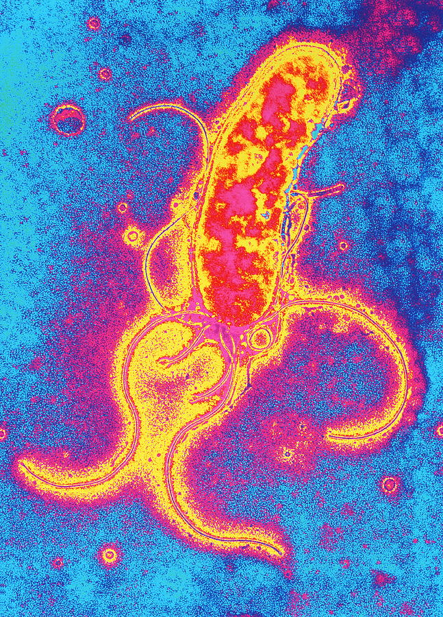 Helicobacter Pylori Photograph - Helicobacter Pylori Bacterium by P. Hawtin, University Of Southampton/ Science Photo Library