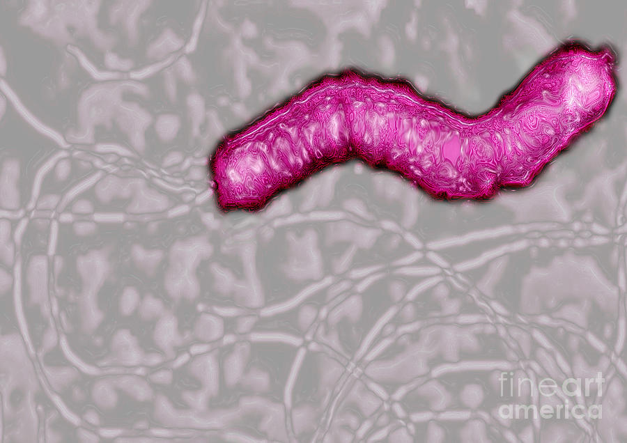Helicobacter Pylori Photograph - Helicobacter pylori by James Cavallini