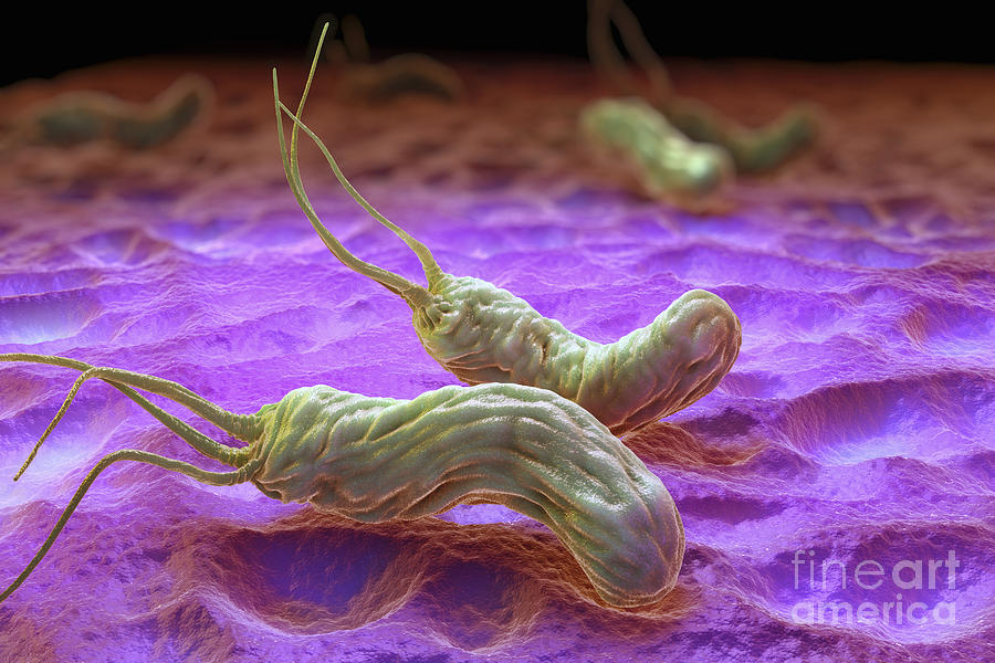 Причины появления бактерий в желудке. Хеликобактер пилори в микроскопе. Бактерия хеликобактер пилори микроскоп. Хилько бактерии пилори.
