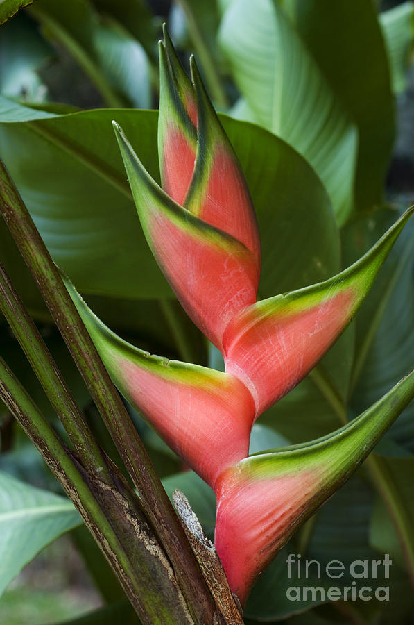 Heliconia 3 Photograph by Arterra Picture Library