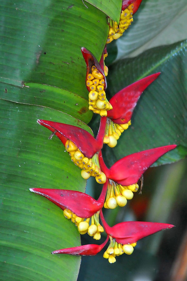 Heliconia  Photograph by Alan Lenk