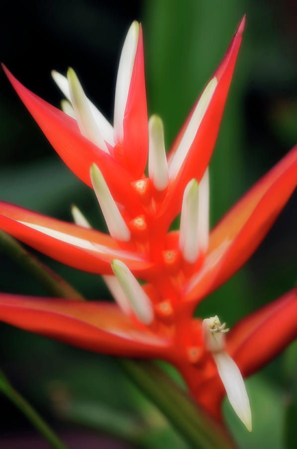 Nature Photograph - Heliconia Angusta red Holiday by Maria Mosolova/science Photo Library