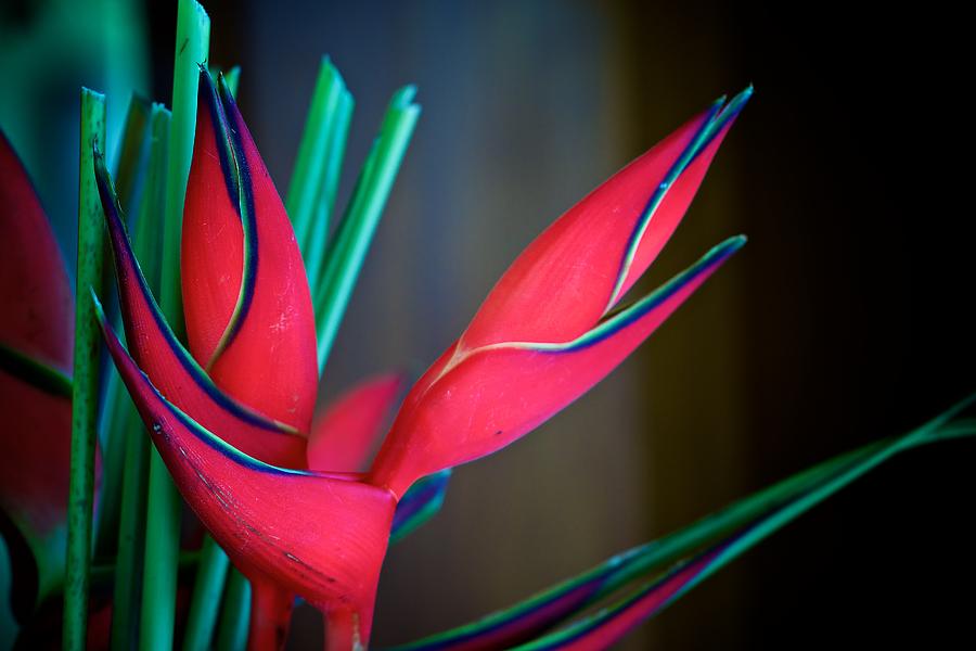 Heliconia Blue Photograph by Jade Moon 