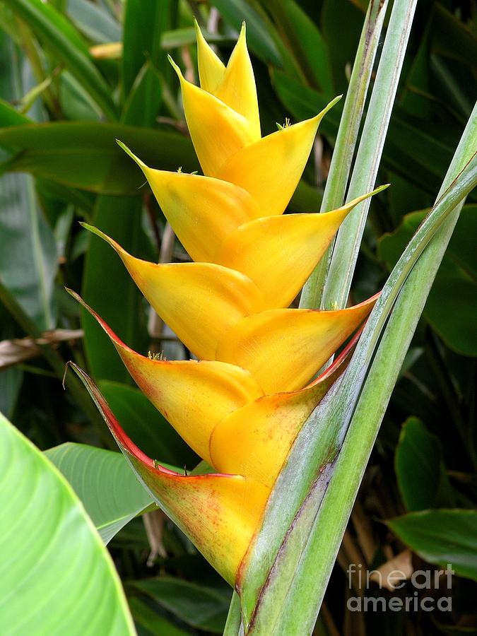 Heliconia Caribea Photograph by Mary Deal
