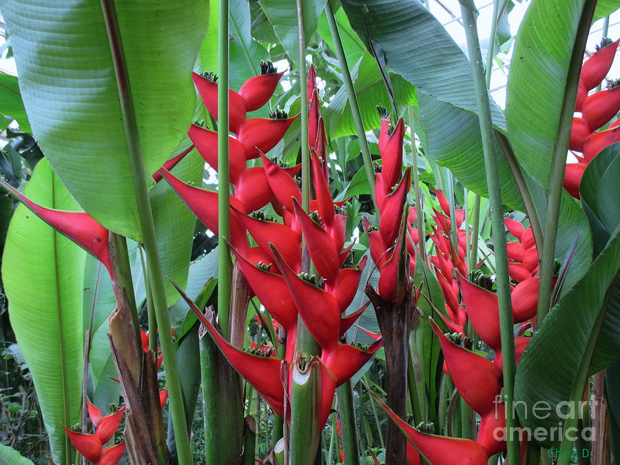 Heliconia Photograph by Chani Demuijlder