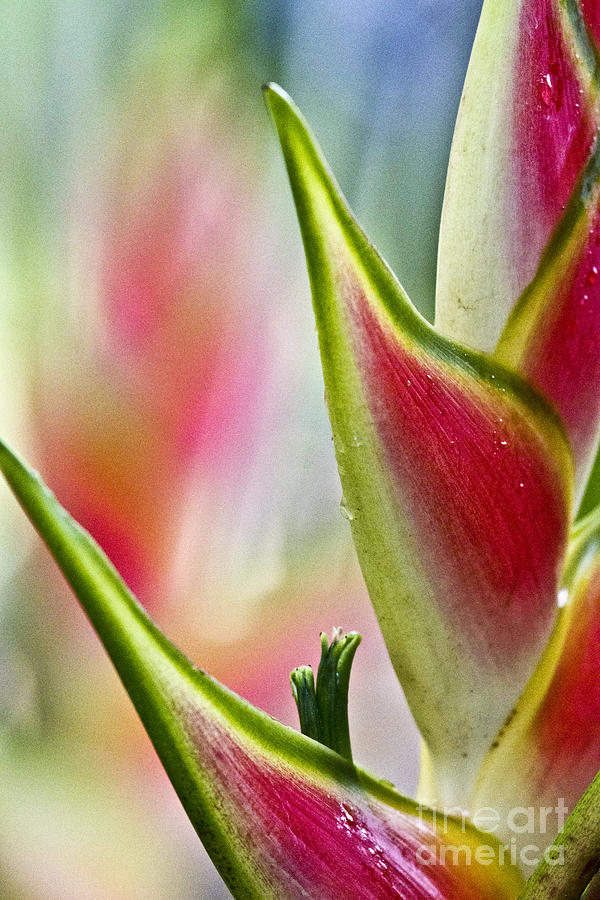 Heliconia Detail Photograph by Heiko Koehrer-Wagner