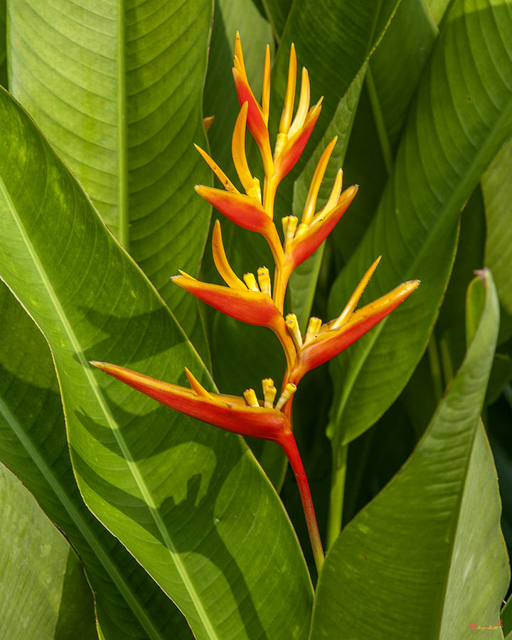 Heliconia DTHB1639 Photograph by Gerry Gantt