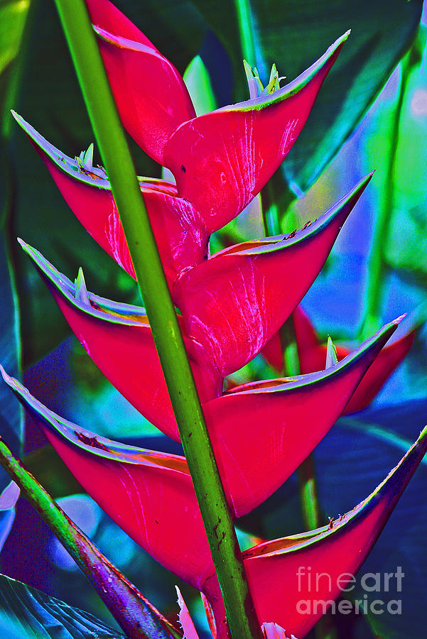 Heliconia Abstract Photograph by Karen Adams